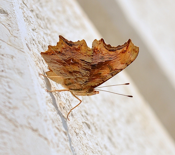 Polygonia egea